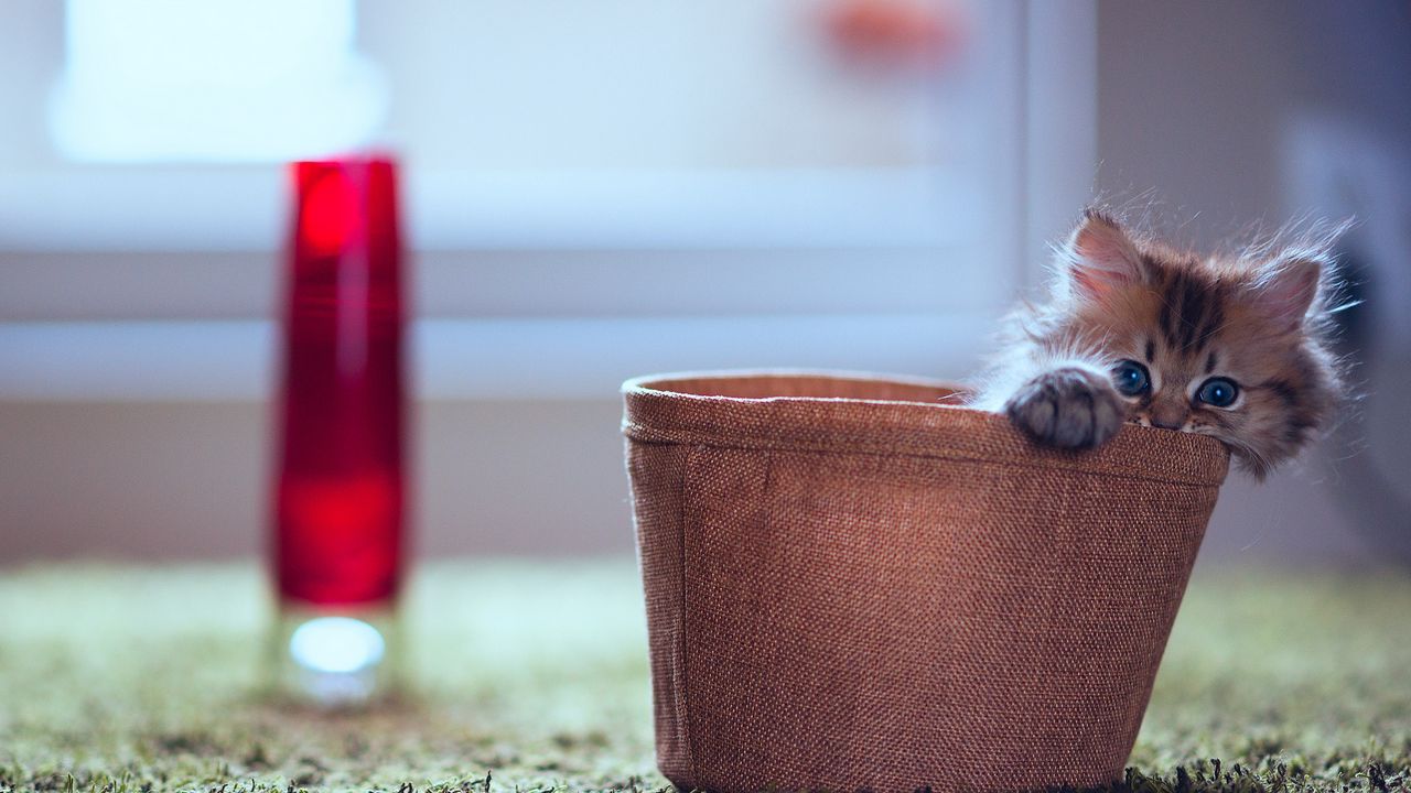 Wallpaper kitten, planters, lamp, hide, playful, fluffy