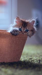Preview wallpaper kitten, planters, lamp, hide, playful, fluffy