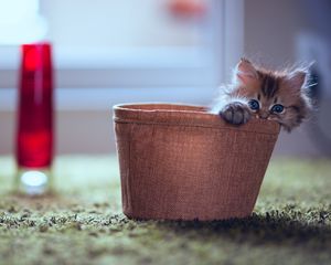 Preview wallpaper kitten, planters, lamp, hide, playful, fluffy