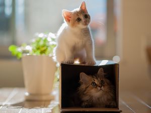 Preview wallpaper kitten, plants, portrait, climbing