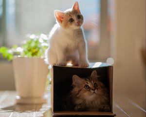 Preview wallpaper kitten, plants, portrait, climbing