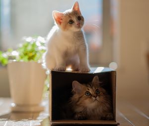 Preview wallpaper kitten, plants, portrait, climbing