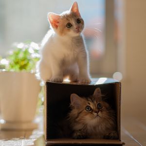 Preview wallpaper kitten, plants, portrait, climbing