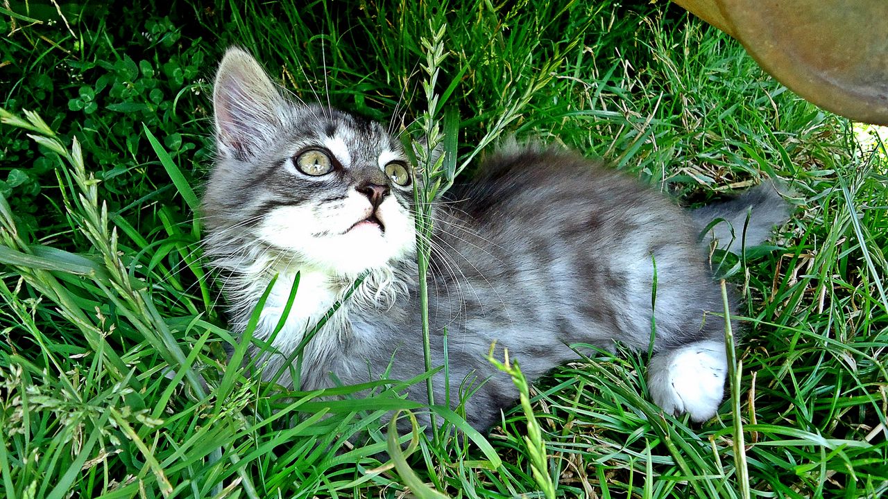 Wallpaper kitten, playful, attentive, grass