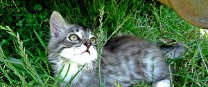 Preview wallpaper kitten, playful, attentive, grass