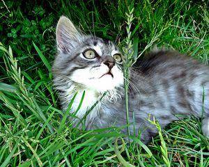 Preview wallpaper kitten, playful, attentive, grass