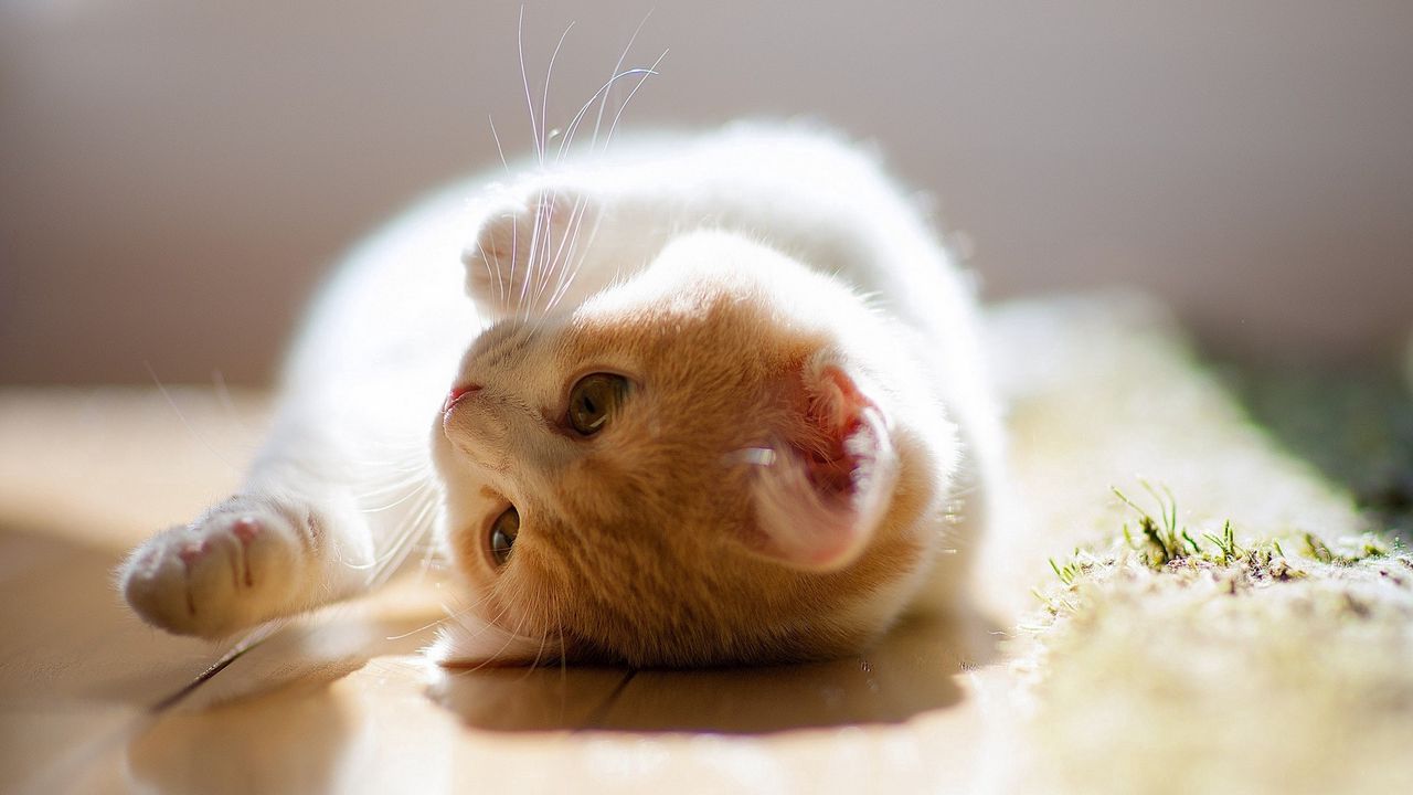 Wallpaper kitten, playful, down, curiosity