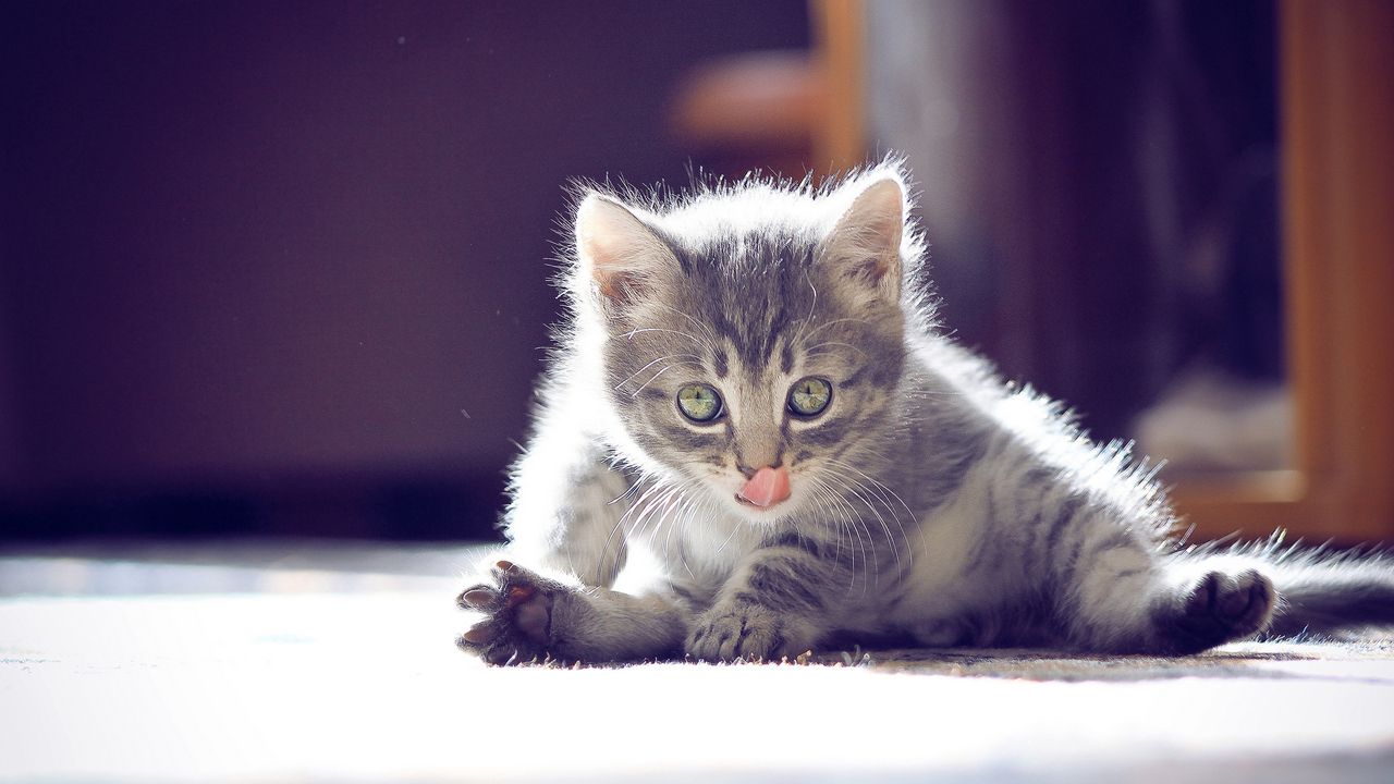 Wallpaper kitten, playful, face, sitting