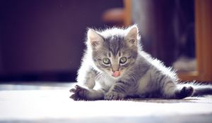 Preview wallpaper kitten, playful, face, sitting