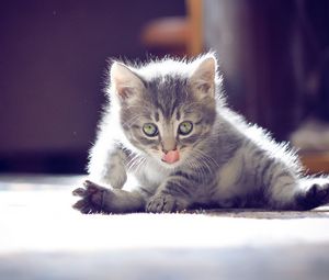 Preview wallpaper kitten, playful, face, sitting