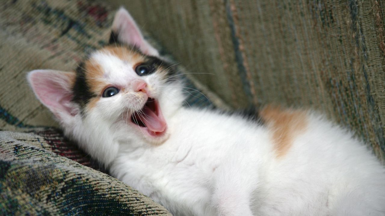 Wallpaper kitten, playful, face, yawn
