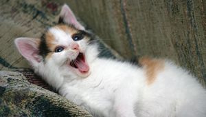 Preview wallpaper kitten, playful, face, yawn