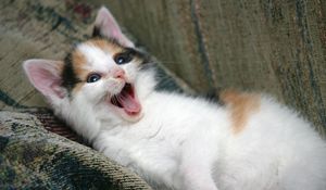 Preview wallpaper kitten, playful, face, yawn