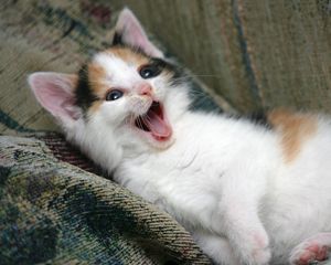 Preview wallpaper kitten, playful, face, yawn