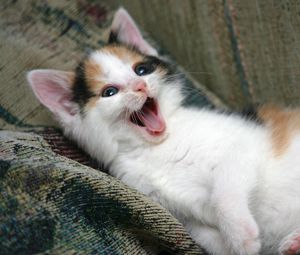 Preview wallpaper kitten, playful, face, yawn
