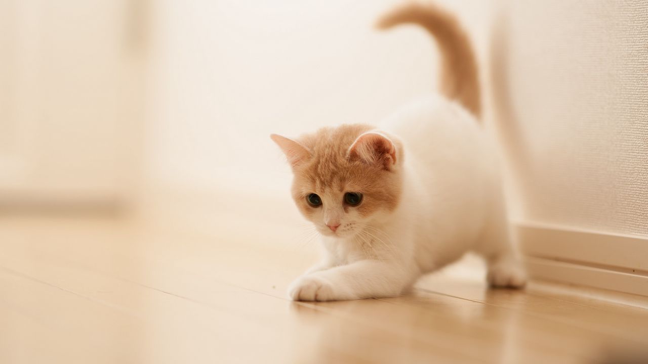 Wallpaper kitten, playful, parquet