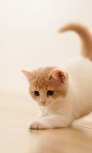 Preview wallpaper kitten, playful, parquet