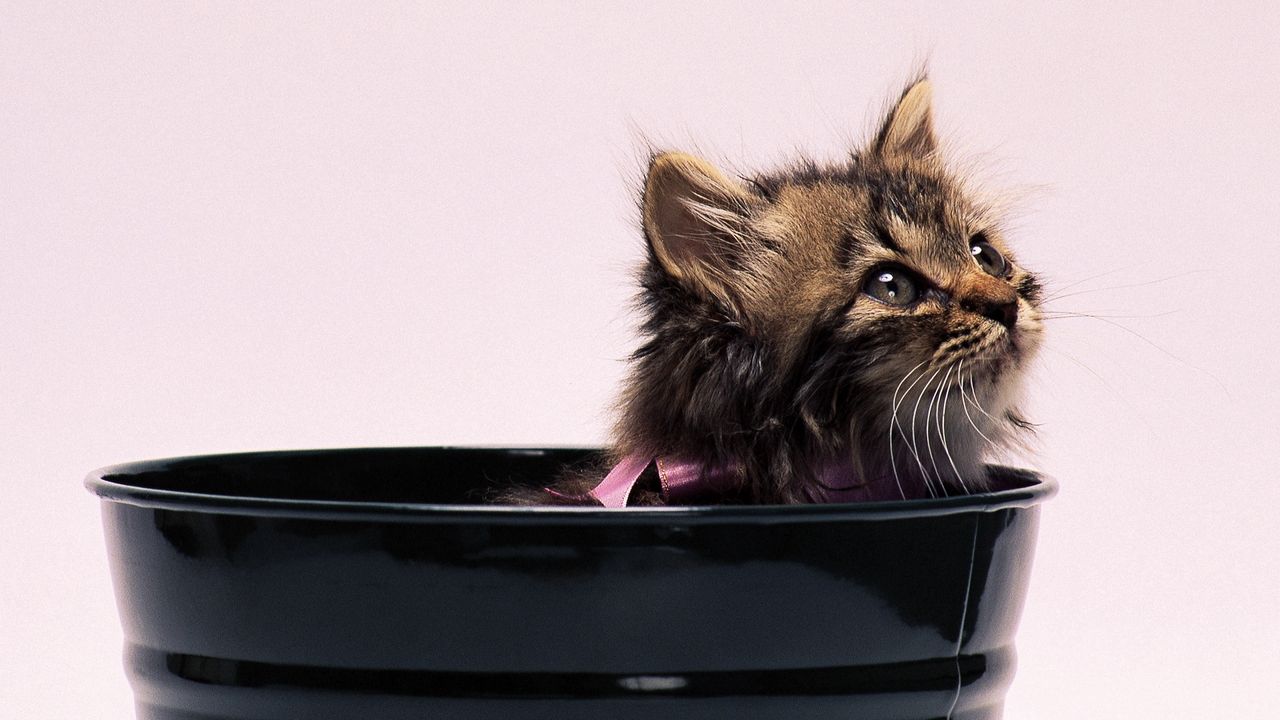 Wallpaper kitten, pot, fluffy, bow
