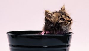 Preview wallpaper kitten, pot, fluffy, bow