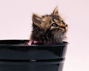Preview wallpaper kitten, pot, fluffy, bow