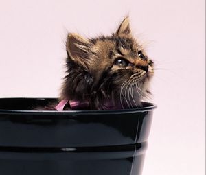 Preview wallpaper kitten, pot, fluffy, bow