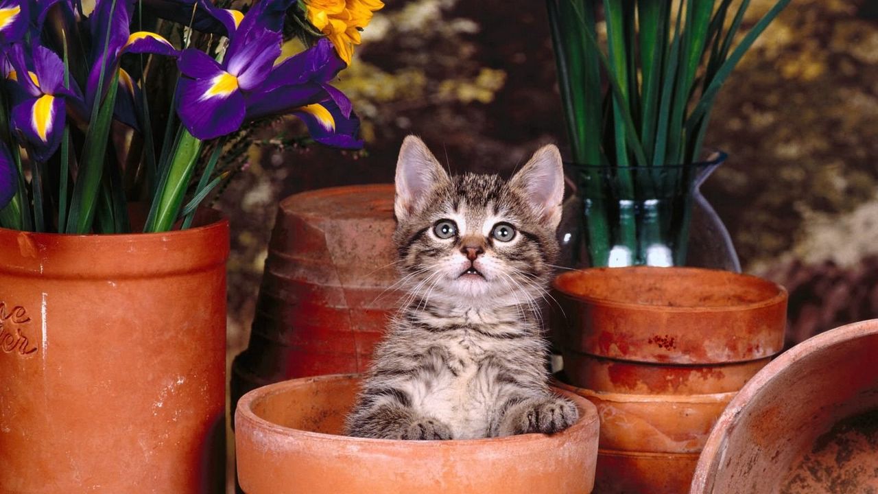 Wallpaper kitten, pots, sit, flowers
