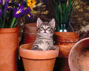 Preview wallpaper kitten, pots, sit, flowers