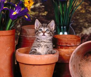 Preview wallpaper kitten, pots, sit, flowers