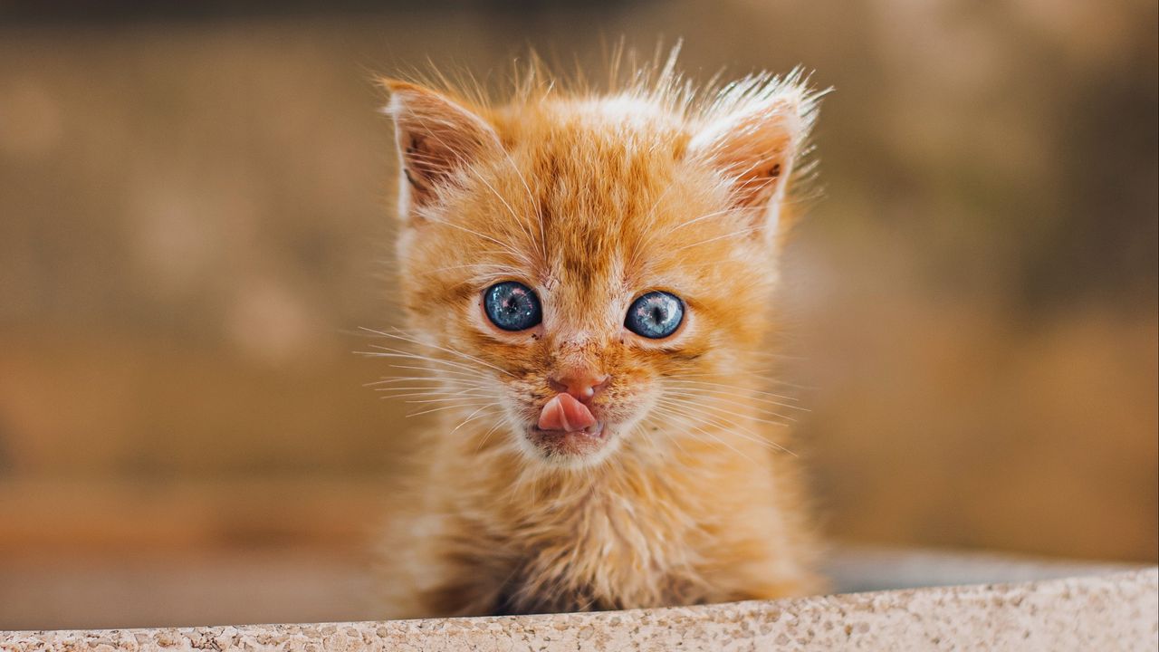 Wallpaper kitten, protruding tongue, brown, cute