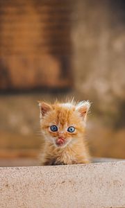 Preview wallpaper kitten, protruding tongue, brown, cute