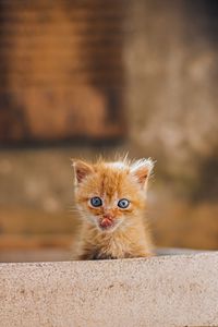 Preview wallpaper kitten, protruding tongue, brown, cute