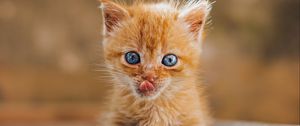 Preview wallpaper kitten, protruding tongue, brown, cute