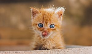Preview wallpaper kitten, protruding tongue, brown, cute