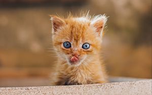 Preview wallpaper kitten, protruding tongue, brown, cute