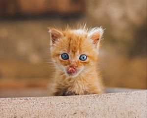 Preview wallpaper kitten, protruding tongue, brown, cute