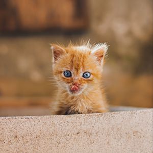 Preview wallpaper kitten, protruding tongue, brown, cute