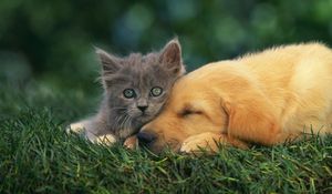 Preview wallpaper kitten, puppy, couple, down, dream