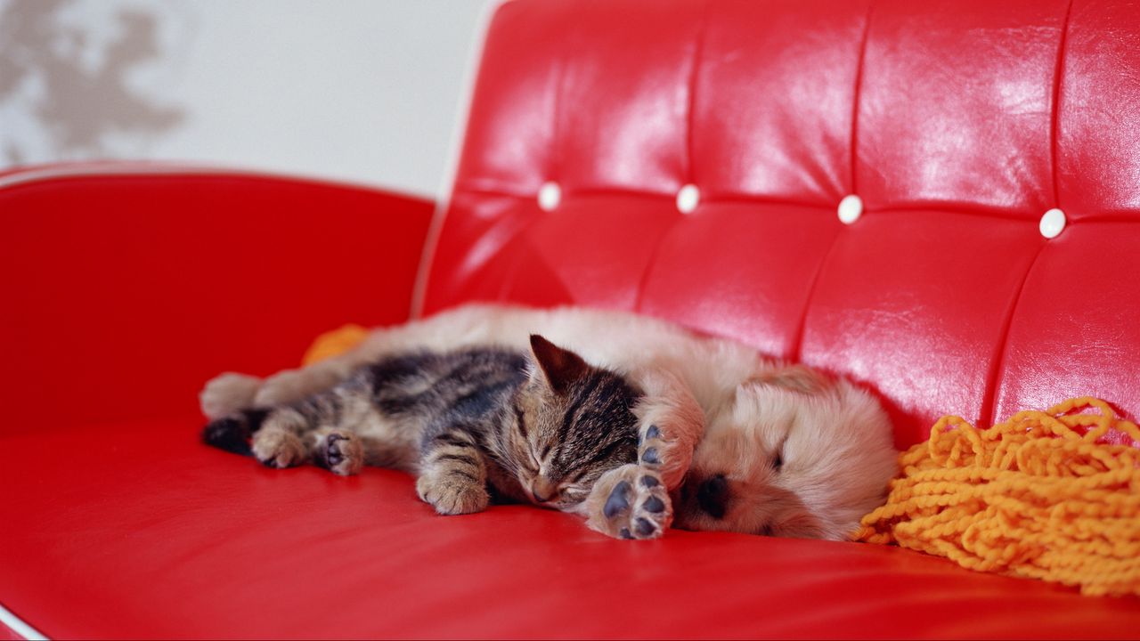 Wallpaper kitten, puppy, rest, sleep, sofa