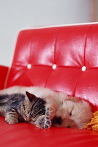 Preview wallpaper kitten, puppy, rest, sleep, sofa