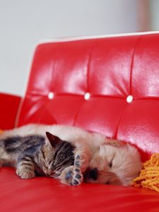 Preview wallpaper kitten, puppy, rest, sleep, sofa