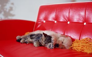Preview wallpaper kitten, puppy, rest, sleep, sofa