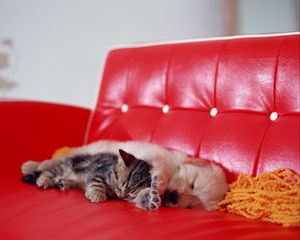 Preview wallpaper kitten, puppy, rest, sleep, sofa