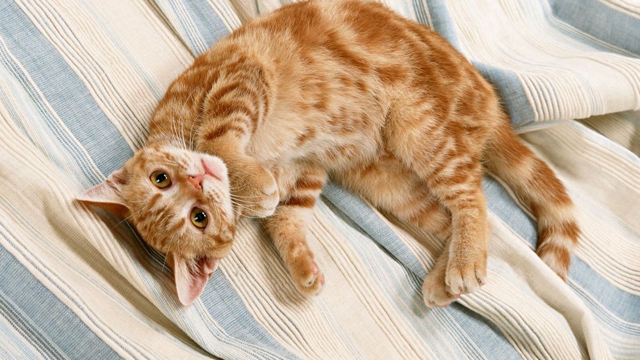 Wallpaper kitten, red, striped