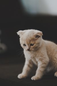 Preview wallpaper kitten, scottish, cat, cute, pet