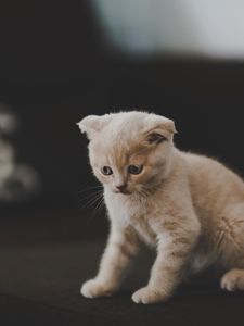 Preview wallpaper kitten, scottish, cat, cute, pet