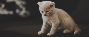 Preview wallpaper kitten, scottish, cat, cute, pet