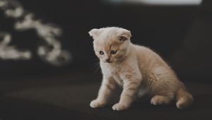 Preview wallpaper kitten, scottish, cat, cute, pet