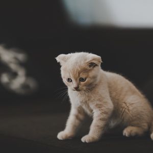 Preview wallpaper kitten, scottish, cat, cute, pet