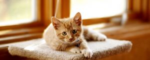 Preview wallpaper kitten, scratching posts, cat, lie, light