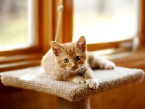 Preview wallpaper kitten, scratching posts, cat, lie, light